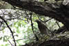 Nh
